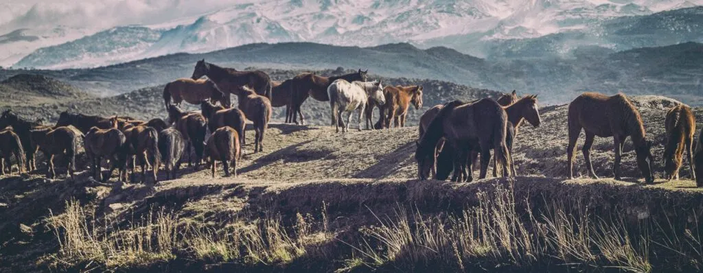 Add anomaly detection to your data with Grid Dynamics Starter Kit