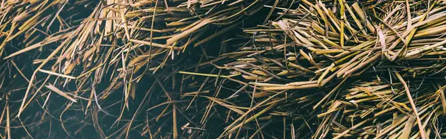 a pile of hay