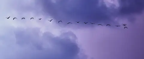 birds migration